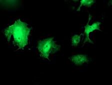 WWTR1 / TAZ Antibody - Anti-WWTR1 mouse monoclonal antibody immunofluorescent staining of COS7 cells transiently transfected by pCMV6-ENTRY WWTR1.