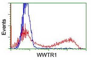 WWTR1 / TAZ Antibody - HEK293T cells transfected with either overexpress plasmid (Red) or empty vector control plasmid (Blue) were immunostained by anti-WWTR1 antibody, and then analyzed by flow cytometry.