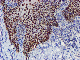 WWTR1 / TAZ Antibody - IHC of paraffin-embedded Human tonsil using anti-WWTR1 mouse monoclonal antibody.