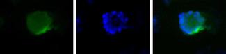 WWTR1 / TAZ Antibody - Detection of protein in HEK 293 cell lysate.  This image was taken for the unconjugated form of this product. Other forms have not been tested.