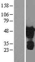 WWTR1 / TAZ Protein - Western validation with an anti-DDK antibody * L: Control HEK293 lysate R: Over-expression lysate