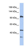 XAB2 Antibody - XAB2 antibody Western blot of PANC1 cell lysate. This image was taken for the unconjugated form of this product. Other forms have not been tested.