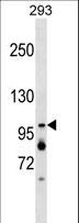 XAB2 Antibody - XAB2 Antibody western blot of 293 cell line lysates (35 ug/lane). The XAB2 antibody detected the XAB2 protein (arrow).