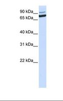 XAB2 Antibody - MCF7 cell lysate. Antibody concentration: 1.0 ug/ml. Gel concentration: 12%.  This image was taken for the unconjugated form of this product. Other forms have not been tested.