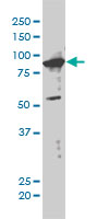 XAB2 Antibody - XAB2 monoclonal antibody (M01), clone 1D1-1A9 Western blot of XAB2 expression in HeLa NE.