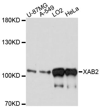 XAB2 Antibody - Western blot analysis of extracts of various cell lines, using XAB2 antibody at 1:3000 dilution. The secondary antibody used was an HRP Goat Anti-Rabbit IgG (H+L) at 1:10000 dilution. Lysates were loaded 25ug per lane and 3% nonfat dry milk in TBST was used for blocking. An ECL Kit was used for detection and the exposure time was 1s.