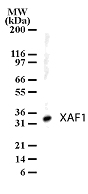 XAF1 Antibody - Western blot of XAF1 in human liver lysates using antibody at 1 ug/ml.