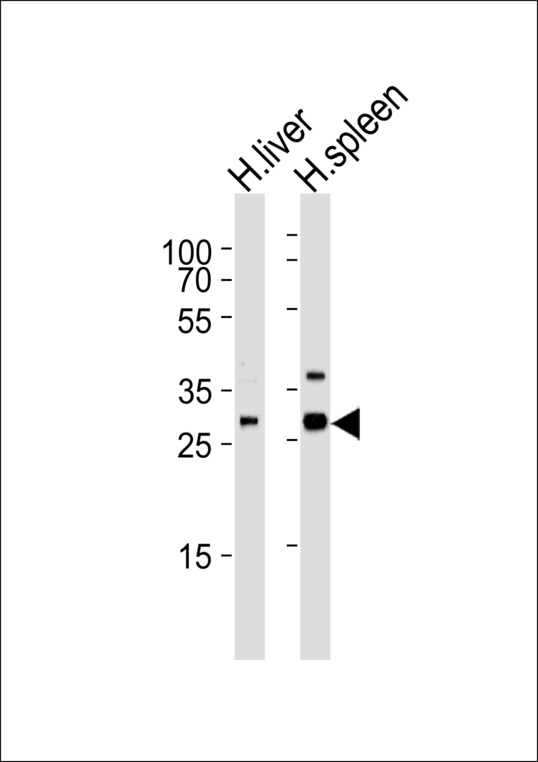 XAF1 Antibody - Western blot of lysates from human liver and spleen tissue lysate (from left to right) with XAF1 Antibody. Antibody was diluted at 1:1000 at each lane. A goat anti-rabbit IgG H&L (HRP) at 1:5000 dilution was used as the secondary antibody. Lysates at 35 ug per lane.