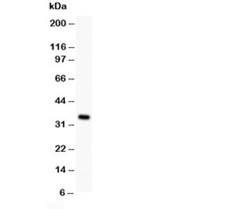 XAF1 Antibody - Western blot testing of XAF1 antibody and HEPG2; Predicted size: 34KD, Observed size: 34KD