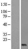 XAGE2 Protein - Western validation with an anti-DDK antibody * L: Control HEK293 lysate R: Over-expression lysate