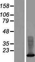 XAGE3 Protein - Western validation with an anti-DDK antibody * L: Control HEK293 lysate R: Over-expression lysate