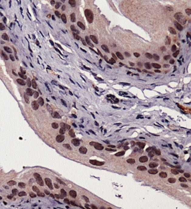 XBP1 Antibody - Immunohistochemistry: XBP1 Antibody - Staining of XBP1 in mouse bladder using DAB with hematoxylin counterstain.  This image was taken for the unconjugated form of this product. Other forms have not been tested.
