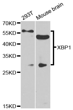 XBP1 Antibody - Western blot analysis of extracts of various cell lines.