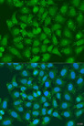 XBP1 Antibody - Immunofluorescence analysis of U2OS cells using XBP1 antibodyat dilution of 1:100. Blue: DAPI for nuclear staining.