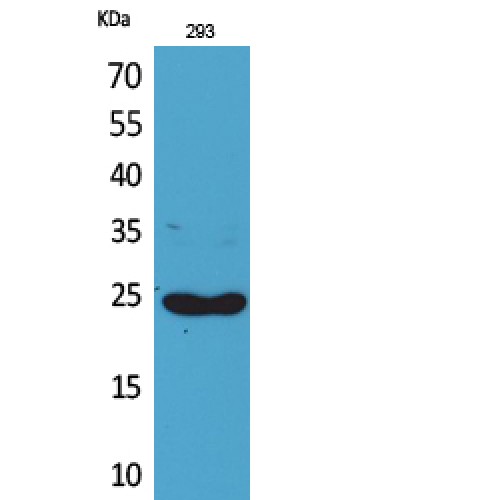 XCL1 / Lymphotactin Antibody - Western blot of Lymphotactin antibody