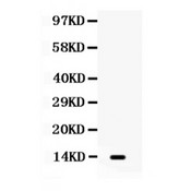 XCL1 / Lymphotactin Antibody - Lymphotactin antibody Western blot. All lanes: Anti Lymphotactin at 0.5 ug/ml. WB: HELA Whole Cell Lysate at 40 ug. Predicted band size: 13 kD. Observed band size: 13 kD.