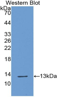 XCL1 / Lymphotactin Antibody - Western blot of recombinant XCL1 / Lymphotactin.