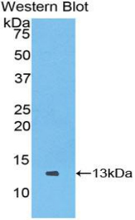 XCL1 / Lymphotactin Antibody - Western blot of recombinant XCL1 / Lymphotactin.  This image was taken for the unconjugated form of this product. Other forms have not been tested.