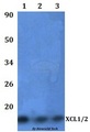 XCL1 / Lymphotactin Antibody - Western blot of XCL1/2 antibody at 1:500 dilution. Lane 1: HEK293T whole cell lysate. Lane 2: RAW264.7 whole cell lysate.