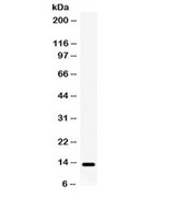 XCL1 / Lymphotactin Antibody