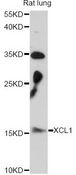 XCL1 / Lymphotactin Antibody - Western blot analysis of extracts of rat lung, using XCL1 antibody at 1:3000 dilution. The secondary antibody used was an HRP Goat Anti-Rabbit IgG (H+L) at 1:10000 dilution. Lysates were loaded 25ug per lane and 3% nonfat dry milk in TBST was used for blocking. An ECL Kit was used for detection and the exposure time was 90s.