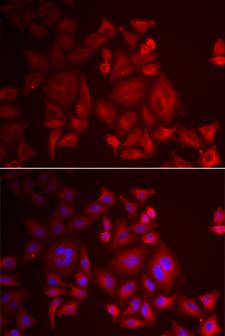 XCL1 / Lymphotactin Antibody - Immunofluorescence analysis of U2OS cells using XCL1 Polyclonal Antibody.