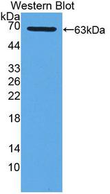 XDH / Xanthine Oxidase Antibody - Western blot of XDH / Xanthine Oxidase antibody.