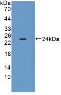 XDH / Xanthine Oxidase Antibody - Western Blot; Sample: Recombinant XDH, Mouse.