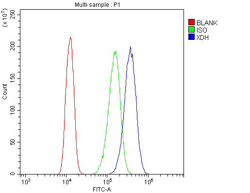 XDH / Xanthine Oxidase Antibody - Flow Cytometry analysis of A431 cells using anti-Xanthine Oxidase antibody. Overlay histogram showing A431 cells stained with anti-Xanthine Oxidase antibody (Blue line). The cells were blocked with 10% normal goat serum. And then incubated with rabbit anti-Xanthine Oxidase Antibody (1µg/10E6 cells) for 30 min at 20°C. DyLight®488 conjugated goat anti-rabbit IgG (5-10µg/10E6 cells) was used as secondary antibody for 30 minutes at 20°C. Isotype control antibody (Green line) was rabbit IgG (1µg/10E6 cells) used under the same conditions. Unlabelled sample (Red line) was also used as a control.