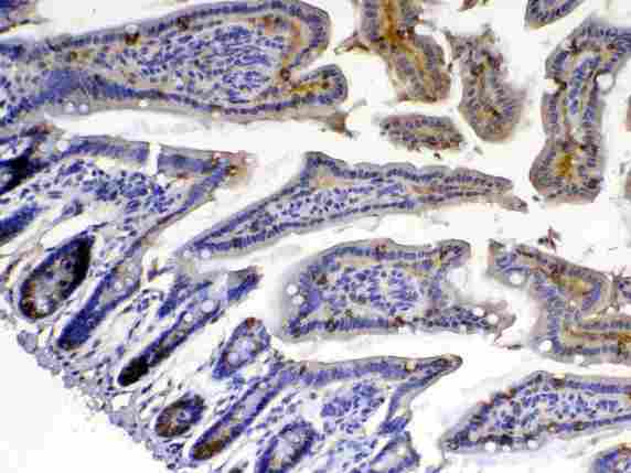 XDH / Xanthine Oxidase Antibody - IHC analysis of Xanthine Oxidase using anti-Xanthine Oxidase antibody. Xanthine Oxidase was detected in paraffin-embedded section of mouse intestine tissue . Heat mediated antigen retrieval was performed in citrate buffer (pH6, epitope retrieval solution) for 20 mins. The tissue section was blocked with 10% goat serum. The tissue section was then incubated with 1µg/ml rabbit anti-Xanthine Oxidase Antibody overnight at 4°C. Biotinylated goat anti-rabbit IgG was used as secondary antibody and incubated for 30 minutes at 37°C. The tissue section was developed using Strepavidin-Biotin-Complex (SABC) with DAB as the chromogen.