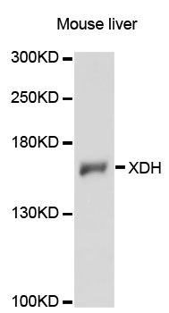 XDH / Xanthine Oxidase Antibody - Western blot analysis of extracts of mouse liver, using XDH antibody at 1:3000 dilution. The secondary antibody used was an HRP Goat Anti-Rabbit IgG (H+L) at 1:10000 dilution. Lysates were loaded 25ug per lane and 3% nonfat dry milk in TBST was used for blocking. An ECL Kit was used for detection and the exposure time was 30s.
