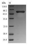 wnt8 / Protein Wnt-8 Protein - (Tris-Glycine gel) Discontinuous SDS-PAGE (reduced) with 5% enrichment gel and 15% separation gel.
