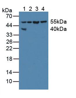 XIAP Antibody - Western Blot; Sample: Lane1: Human HepG2 Cells; Lane2: Human 293T Cells; Lane3: Porcine Heart Tissue; Lane4: Porcine Liver Tissue.