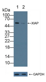 XIAP Antibody - Knockout Varification: Lane 1: Wild-type 293T cell lysate; Lane 2: XIAP knockout 293T cell lysate; Predicted MW: 56kd Observed MW: 55kd Primary Ab: 1µg/ml Rabbit Anti-Human XIAP Antibody Second Ab: 0.2µg/mL HRP-Linked Caprine Anti-Rabbit IgG Polyclonal Antibody