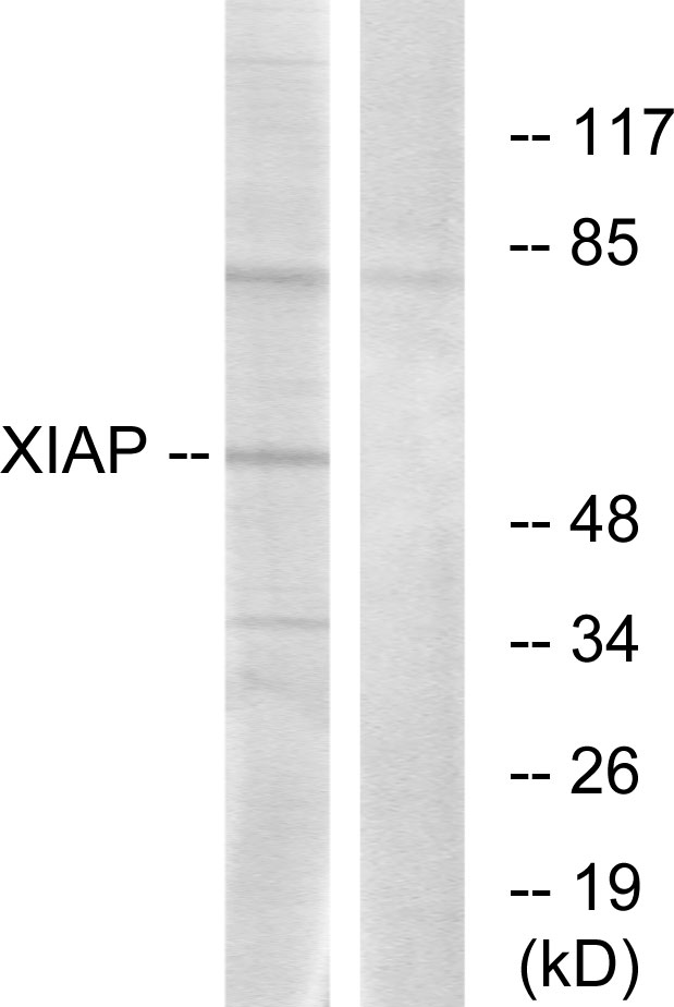 XIAP Antibody - Western blot analysis of lysates from 293 cells, using XIAP Antibody. The lane on the right is blocked with the synthesized peptide.