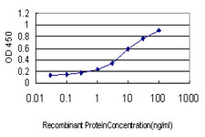 XIAP Antibody - Detection limit for recombinant GST tagged BIRC4 is approximately 0.1 ng/ml as a capture antibody.