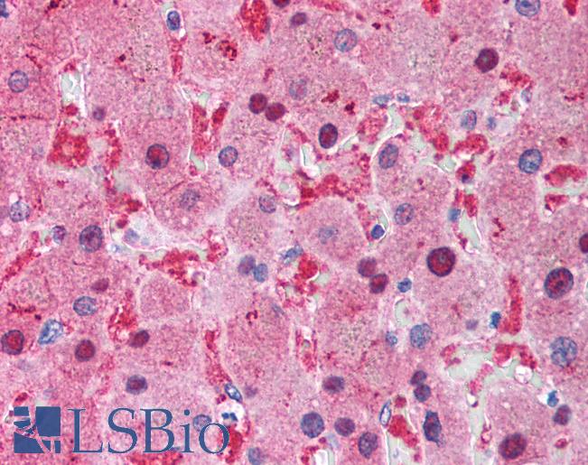 XIAP Antibody - Anti-XIAP antibody IHC of human liver. Immunohistochemistry of formalin-fixed, paraffin-embedded tissue after heat-induced antigen retrieval. Antibody concentration 2 ug/ml.