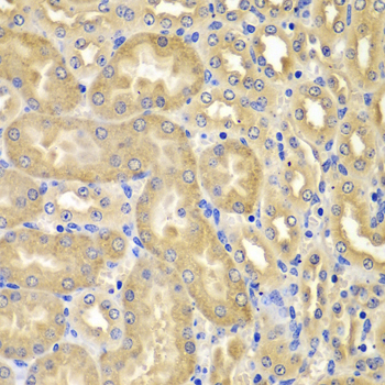 XIAP Antibody - Immunohistochemistry of paraffin-embedded mouse kidney tissue.