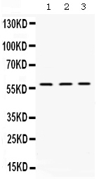 XIAP Antibody - Western blot - Anti-XIAP Picoband Antibody