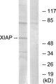 XIAP Antibody - Western blot analysis of extracts from 293 cells, using XIAP (Ab-87) antibody.