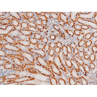 XIAP Antibody - 1:200 staining mouse kidney tissue by IHC-P. The tissue was formaldehyde fixed and a heat mediated antigen retrieval step in citrate buffer was performed. The tissue was then blocked and incubated with the antibody for 1.5 hours at 22°C. An HRP conjugated goat anti-rabbit antibody was used as the secondary.