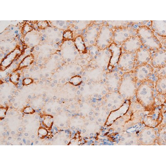 XIAP Antibody - 1:200 staining mouse kidney tissue by IHC-P. The tissue was formaldehyde fixed and a heat mediated antigen retrieval step in citrate buffer was performed. The tissue was then blocked and incubated with the antibody for 1.5 hours at 22°C. An HRP conjugated goat anti-rabbit antibody was used as the secondary.