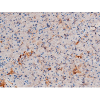 XIAP Antibody - 1:200 staining mouse pancreas tissue by IHC-P. The tissue was formaldehyde fixed and a heat mediated antigen retrieval step in citrate buffer was performed. The tissue was then blocked and incubated with the antibody for 1.5 hours at 22°C. An HRP conjugated goat anti-rabbit antibody was used as the secondary.