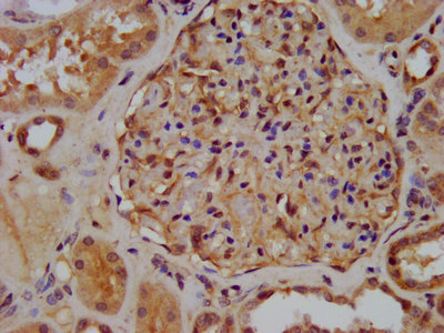XIRP2 Antibody - Immunohistochemistry image at a dilution of 1:300 and staining in paraffin-embedded human kidney tissue performed on a Leica BondTM system. After dewaxing and hydration, antigen retrieval was mediated by high pressure in a citrate buffer (pH 6.0) . Section was blocked with 10% normal goat serum 30min at RT. Then primary antibody (1% BSA) was incubated at 4 °C overnight. The primary is detected by a biotinylated secondary antibody and visualized using an HRP conjugated SP system.