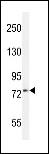 XKR4 Antibody - XKR4 Antibody western blot of 293 cell line lysates (35 ug/lane). The XKR4 antibody detected the XKR4 protein (arrow).