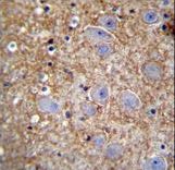 XKR4 Antibody - XKR4 Antibody immunohistochemistry of formalin-fixed and paraffin-embedded human brain tissue followed by peroxidase-conjugated secondary antibody and DAB staining.