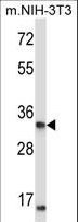 XPA Antibody - XPA Antibody western blot of mouse NIH-3T3 cell line lysates (35 ug/lane). The XPA antibody detected the XPA protein (arrow).