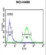 XPA Antibody - XPA Antibody flow cytometry of NCI-H460 cells (right histogram) compared to a negative control cell (left histogram). FITC-conjugated goat-anti-rabbit secondary antibodies were used for the analysis.