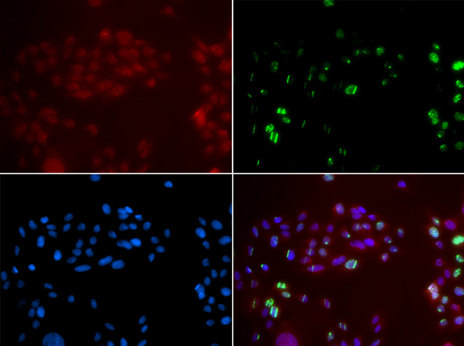 XPA Antibody - Immunofluorescence analysis of GFP-RNF168 transgenic U2OS cells.