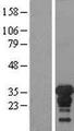 XPA Protein - Western validation with an anti-DDK antibody * L: Control HEK293 lysate R: Over-expression lysate